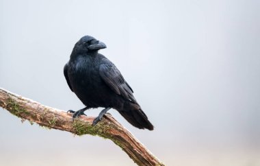 Kuş (Corvus corax raven)