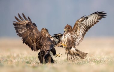 Ortak akbaba (Buteo buteo) 
