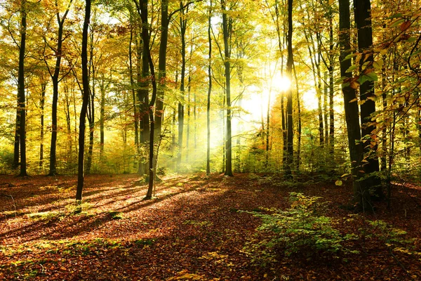 Autumn Morning Forest — Stock Photo, Image