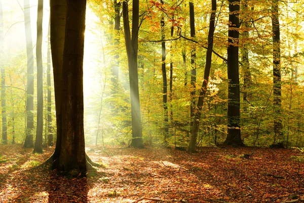 Herbstmorgen Wald — Stockfoto