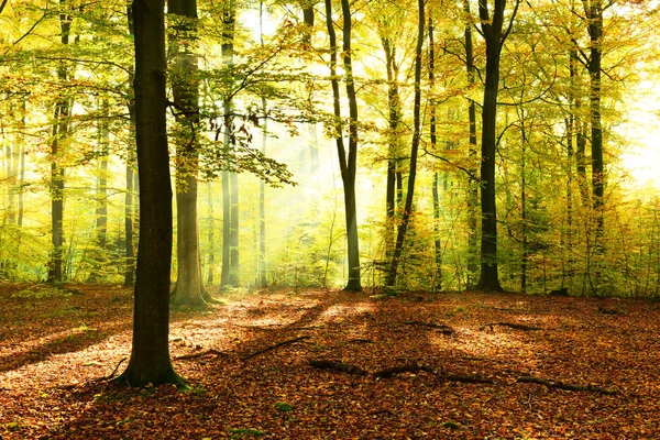 Осень Утром Лесу — стоковое фото