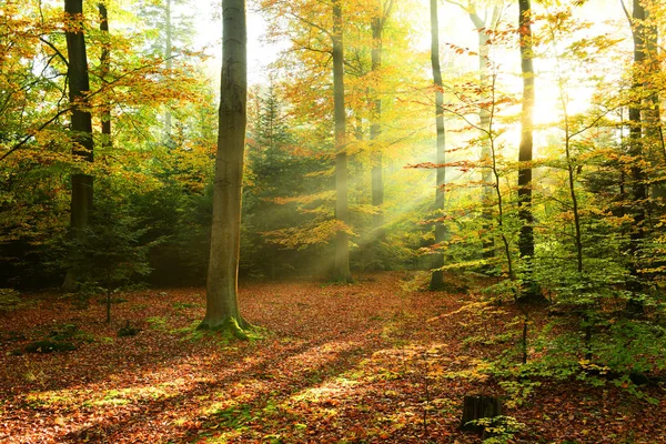 秋天的早晨在森林里 — 图库照片