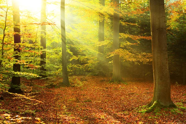 森の中の秋の朝 — ストック写真