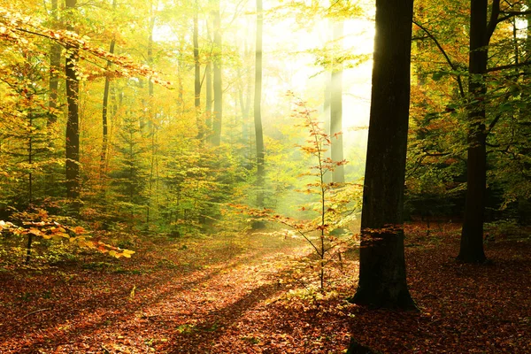 Autumn Morning Forest — Stock Photo, Image