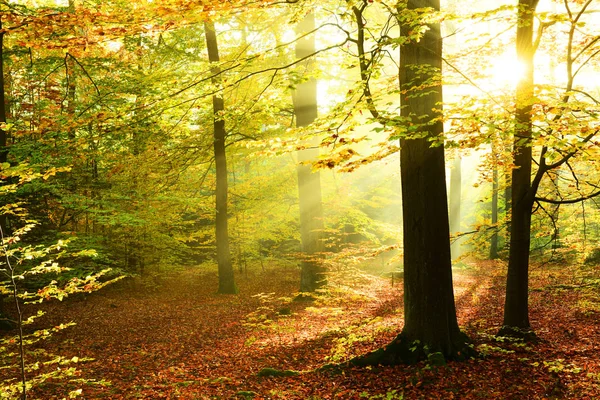 Matin Automne Dans Forêt — Photo