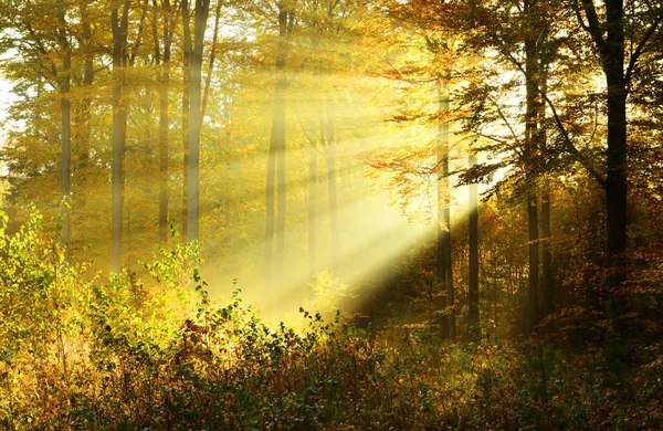 Matin Automne Dans Forêt — Photo