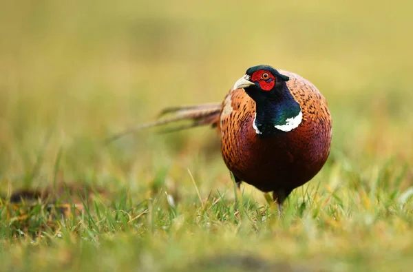 Ringneck Pheasant Phasianus Colchicus — стокове фото