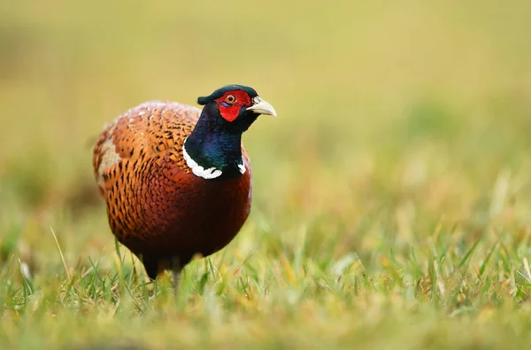 Ringneck Bažant Phasianus Colchicus — Stock fotografie