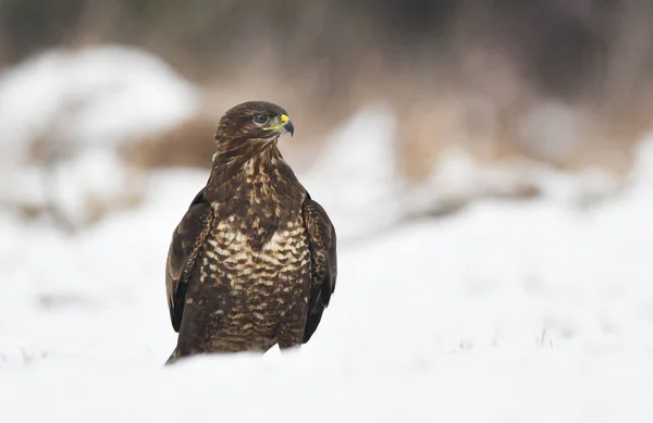 Обыкновенная Зубастая Птица Buteo Buteo — стоковое фото