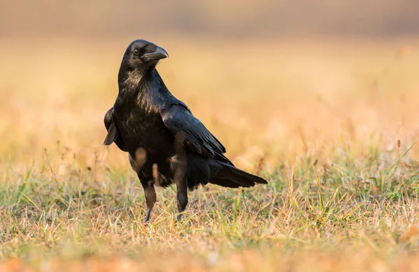 Pájaro Cuervo Corvus Corax —  Fotos de Stock