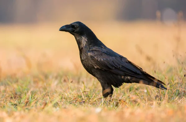 Pájaro Cuervo Corvus Corax —  Fotos de Stock