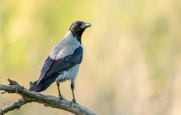 Корона Капюшоне Corvus Corone — стоковое фото