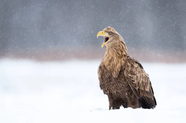 Zeearend Haliaeetus Albicilla — Stockfoto