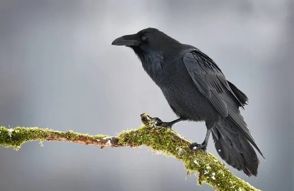 Pájaro Cuervo Corvus Corax —  Fotos de Stock