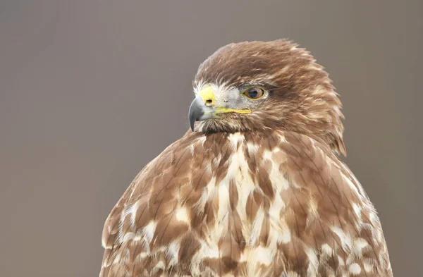 Pássaro Bico Comum Buteo Buteo — Fotografia de Stock