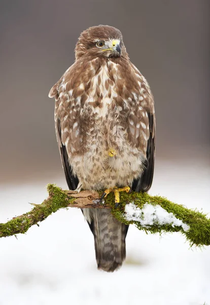 Ptak Często Myszołów Buteo Buteo — Zdjęcie stockowe