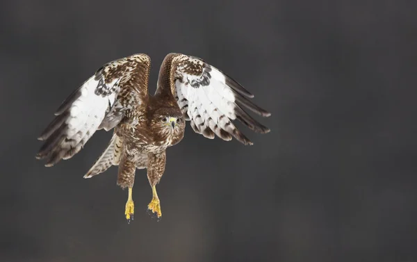 Běžné Káně Pták Buteo Buteo — Stock fotografie