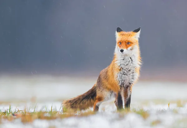 ホンドギツネ キツネ属を狐します — ストック写真