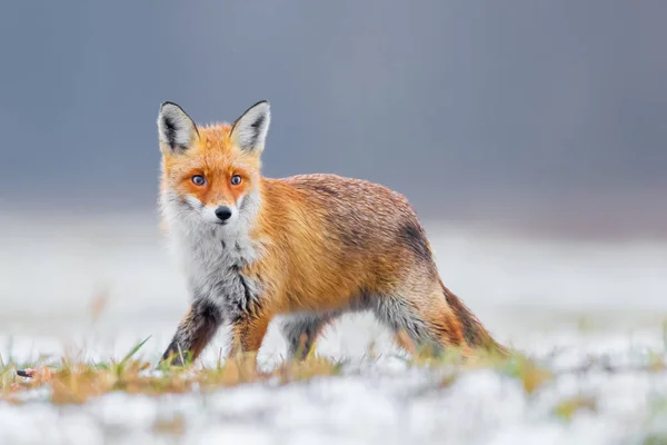 Fox Natuur Vulpes Vulpes — Stockfoto