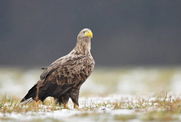 Zeearend Haliaeetus Albicilla — Stockfoto