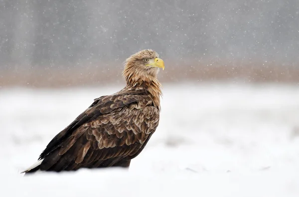 Zeearend Haliaeetus Albicilla — Stockfoto