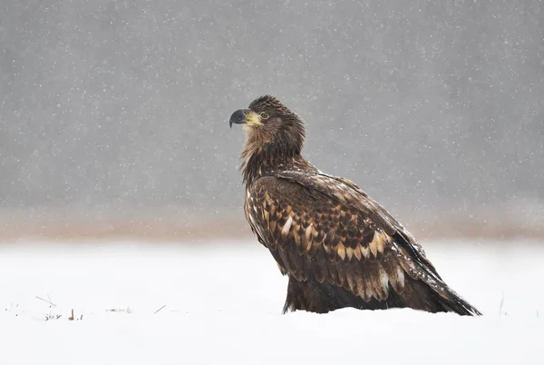 Білий Хвістний Орел Альбіцилла Haliaeetus — стокове фото