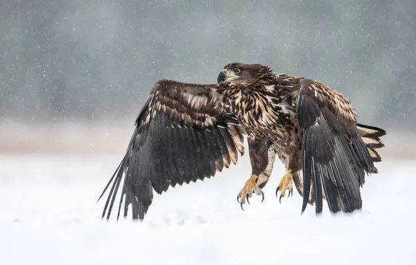 Белохвостый Орёл Haliaeetus Albicilla — стоковое фото