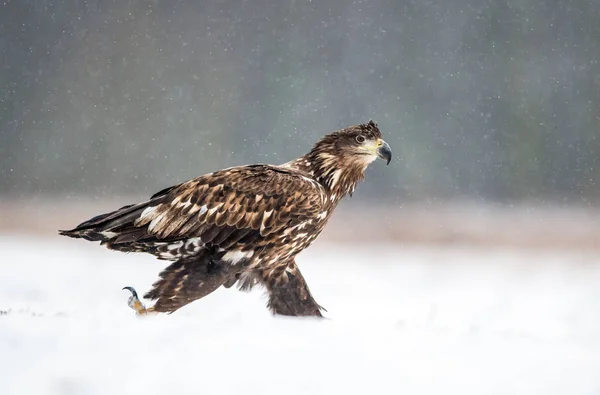 Zeearend Haliaeetus Albicilla — Stockfoto