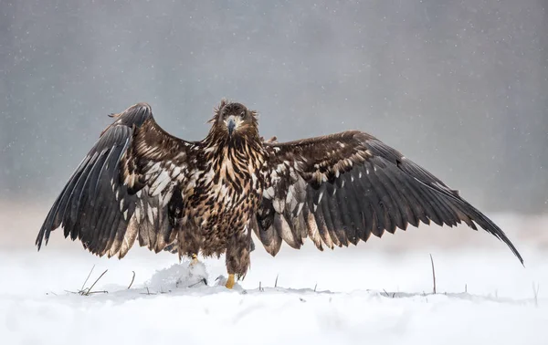 Orel Běloocasý Haliaeetus Albicilla — Stock fotografie