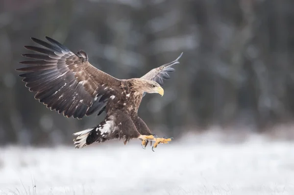 Zeearend Haliaeetus Albicilla — Stockfoto