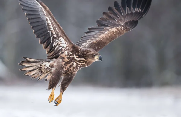 Vitstjärtad Örn Haliaeetus Albicilla — Stockfoto