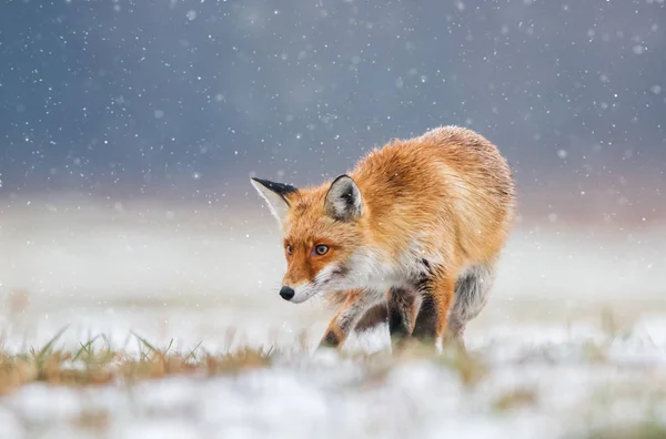 Лиса Природе Vulpes Vulpes — стоковое фото