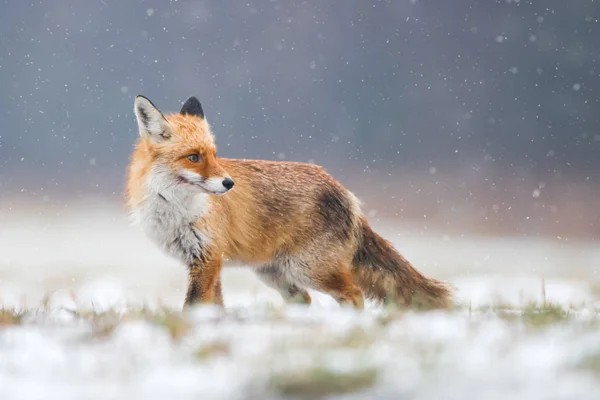 Volpe Natura Vulpes Vulpes — Foto Stock