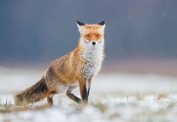 Лиса Природе Vulpes Vulpes — стоковое фото