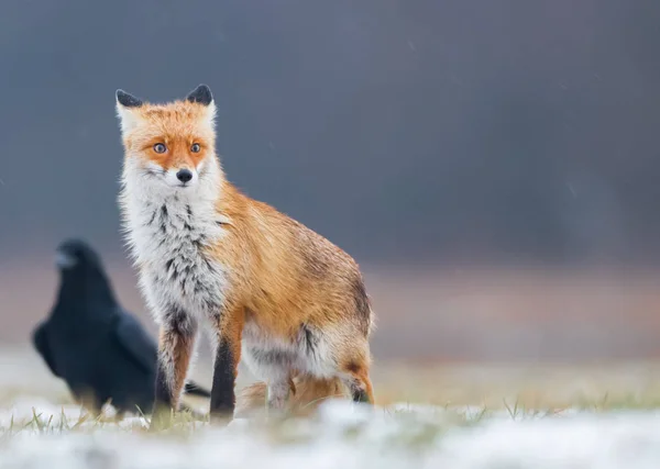 狐狸在自然 秃子秃子 — 图库照片