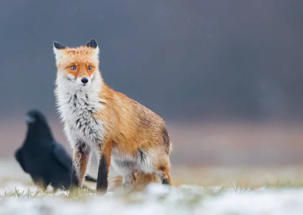 Лиса Природе Vulpes Vulpes — стоковое фото