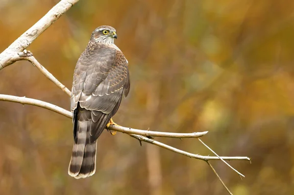 Zumbido Euarsis Accipiter Nisus —  Fotos de Stock