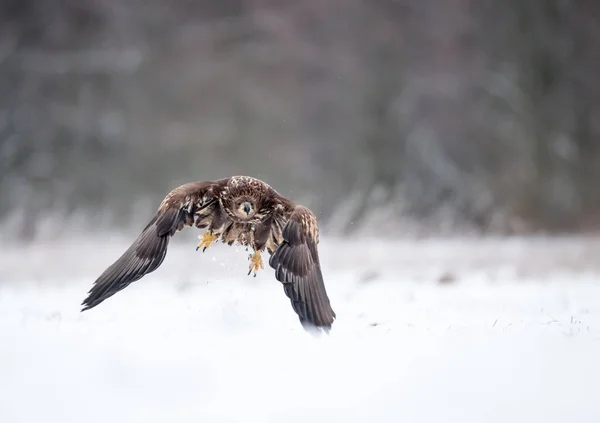 White Tailed Eagle Haliaeetus Albicilla — Stock Photo, Image