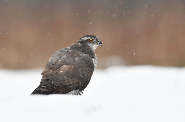 Jastrząb Północny Accipiter Gentilis — Zdjęcie stockowe