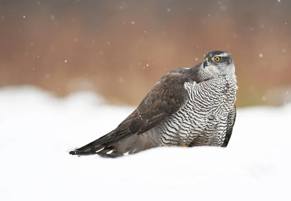 Goshawk Norte Accipiter Gentilis — Fotografia de Stock