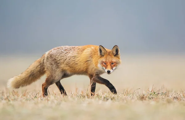 Лиса Природе Vulpes Vulpes — стоковое фото