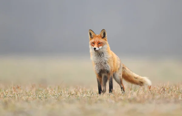 Fuchs Der Natur Vulpes Vulpes — Stockfoto