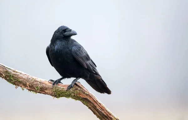 Κοράκι Πουλί Corvus Corax — Φωτογραφία Αρχείου