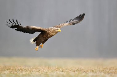 Beyaz kuyruklu kartal (Haliaeetus albicilla)