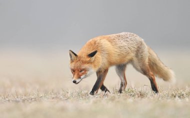 Tilki (Vulpes vulpes doğada)