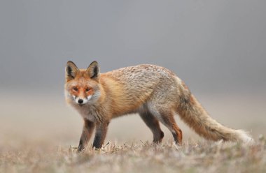 Tilki (Vulpes vulpes doğada)