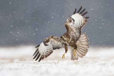 Ortak Şahin kuşu (Buteo buteo)