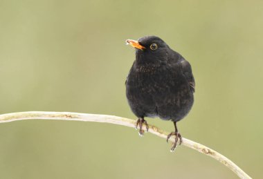 Blackbird dal (Turdus merula üzerinde)