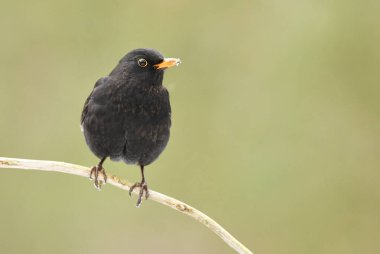 Blackbird dal (Turdus merula üzerinde)