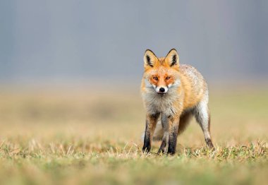 Tilki (Vulpes vulpes doğada)